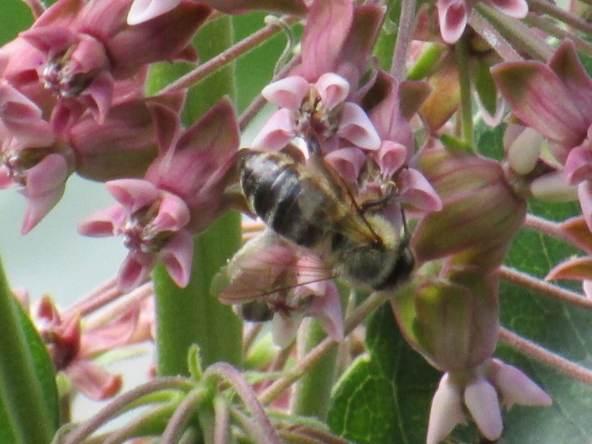 Milkweed