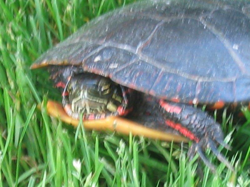 Painted Turtle