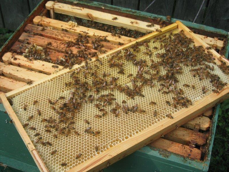 Hive Frame