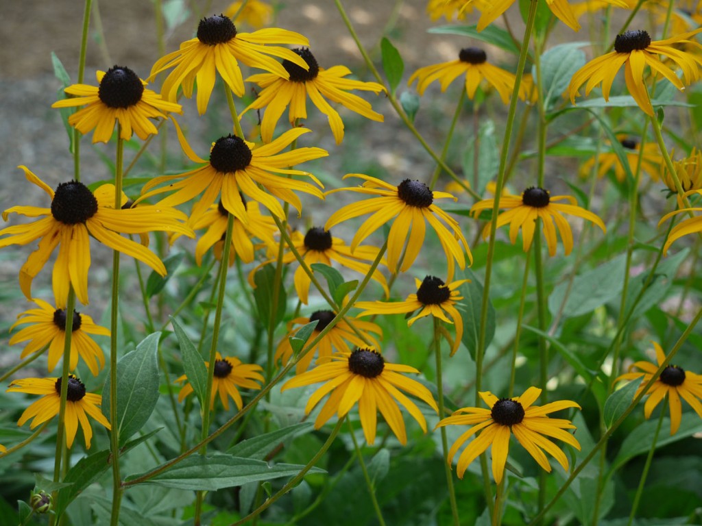 Rudbeckia