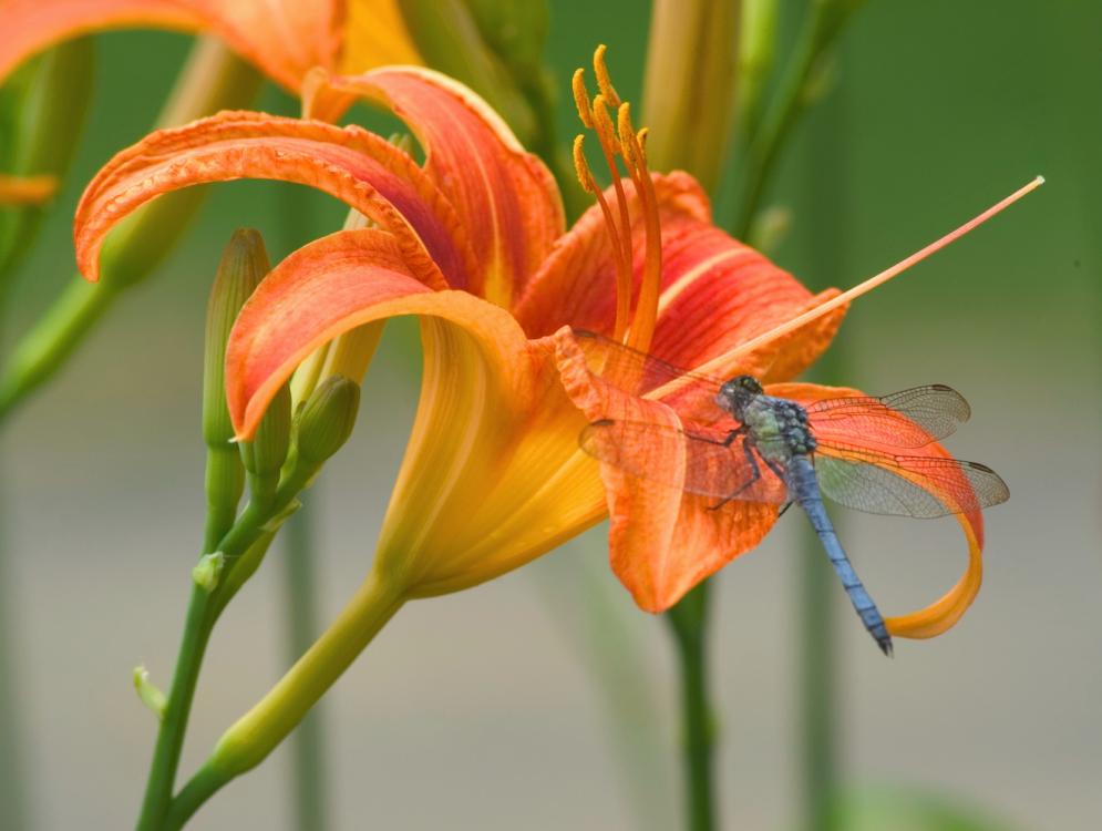 Daylily