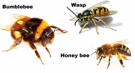 Bumblebee, Wasp, and Honey Bee