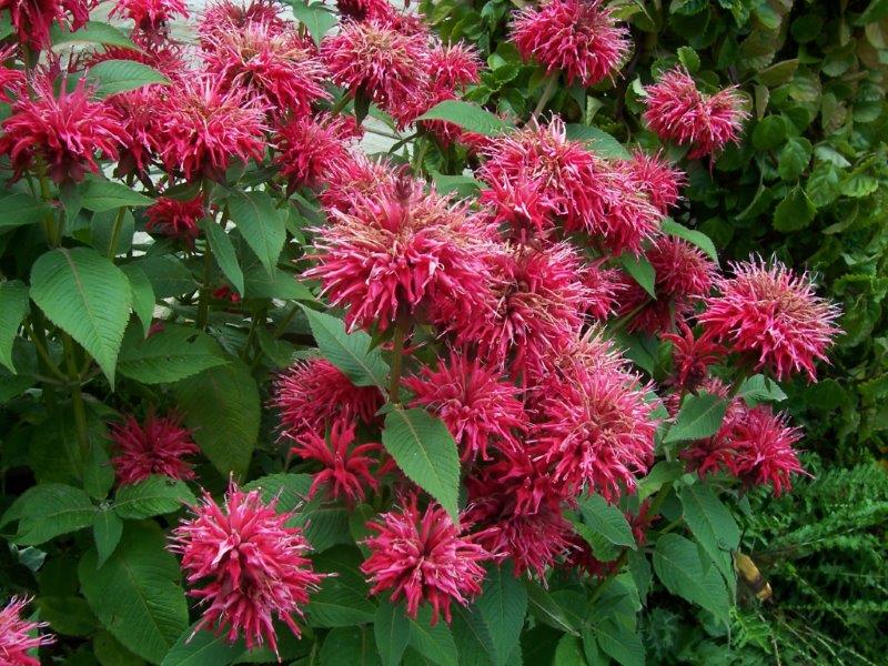 Bee Balm