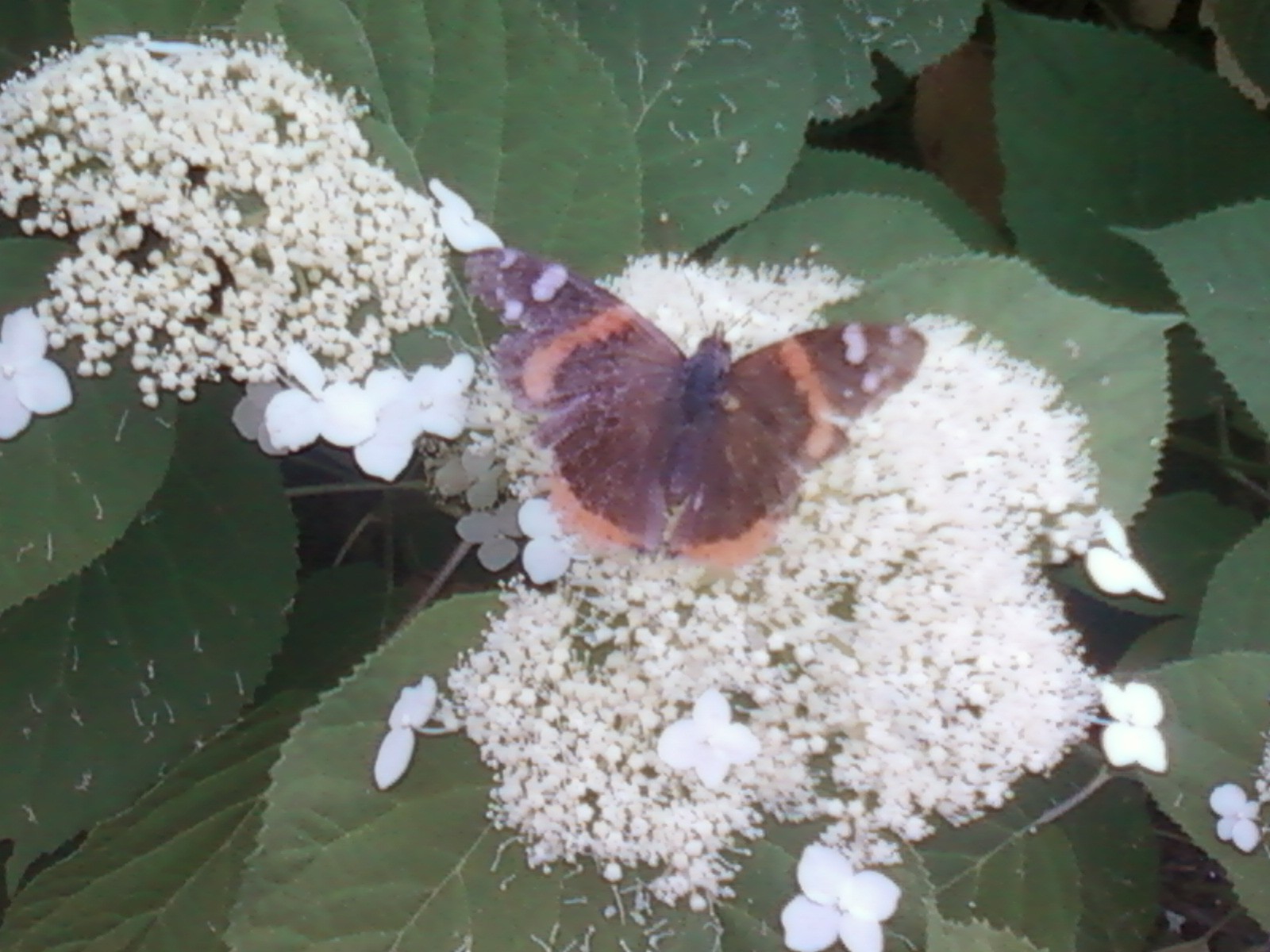 Red Admiral on Hydrangea