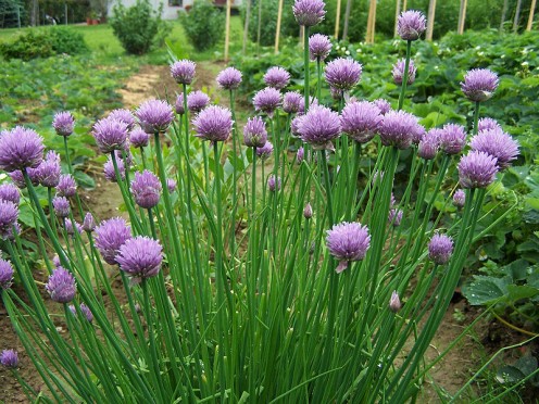 Chive