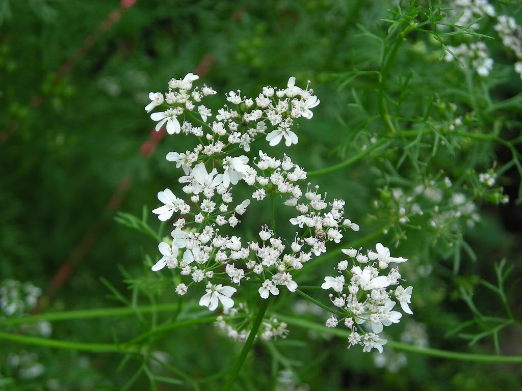 Cilantro