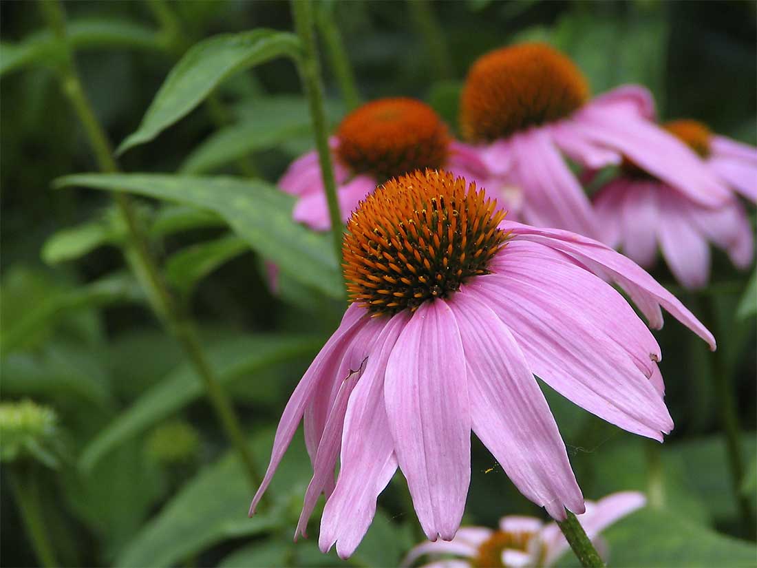 Coneflower