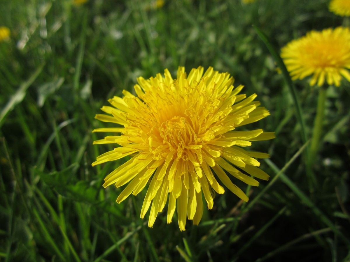 Dandelion