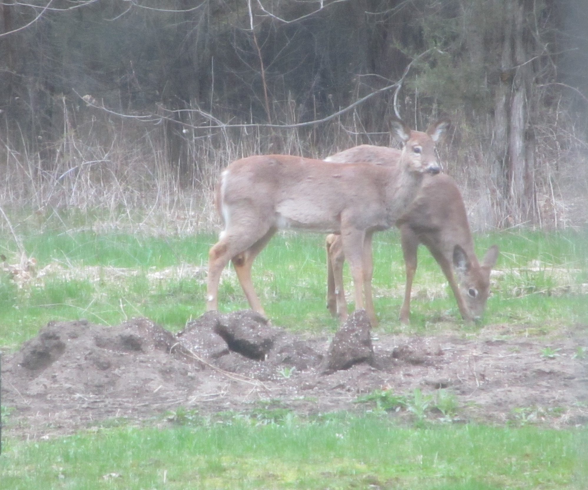 Whitetail Deer