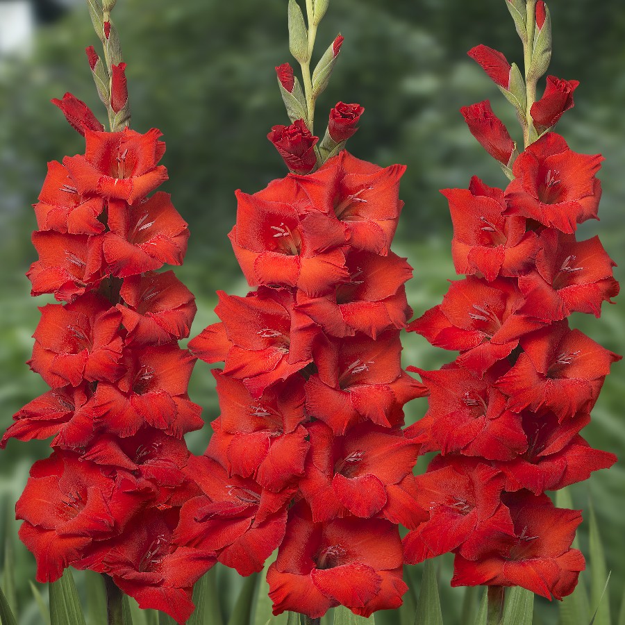 Gladiola