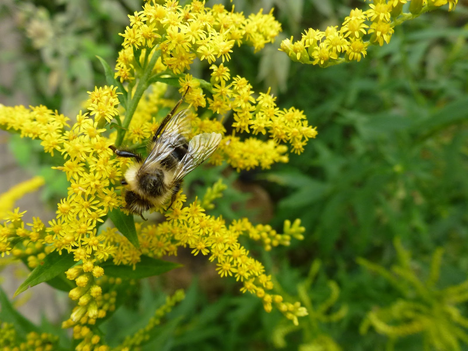 Goldenrod