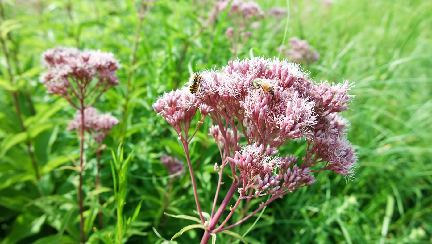 Joe Pye Weed