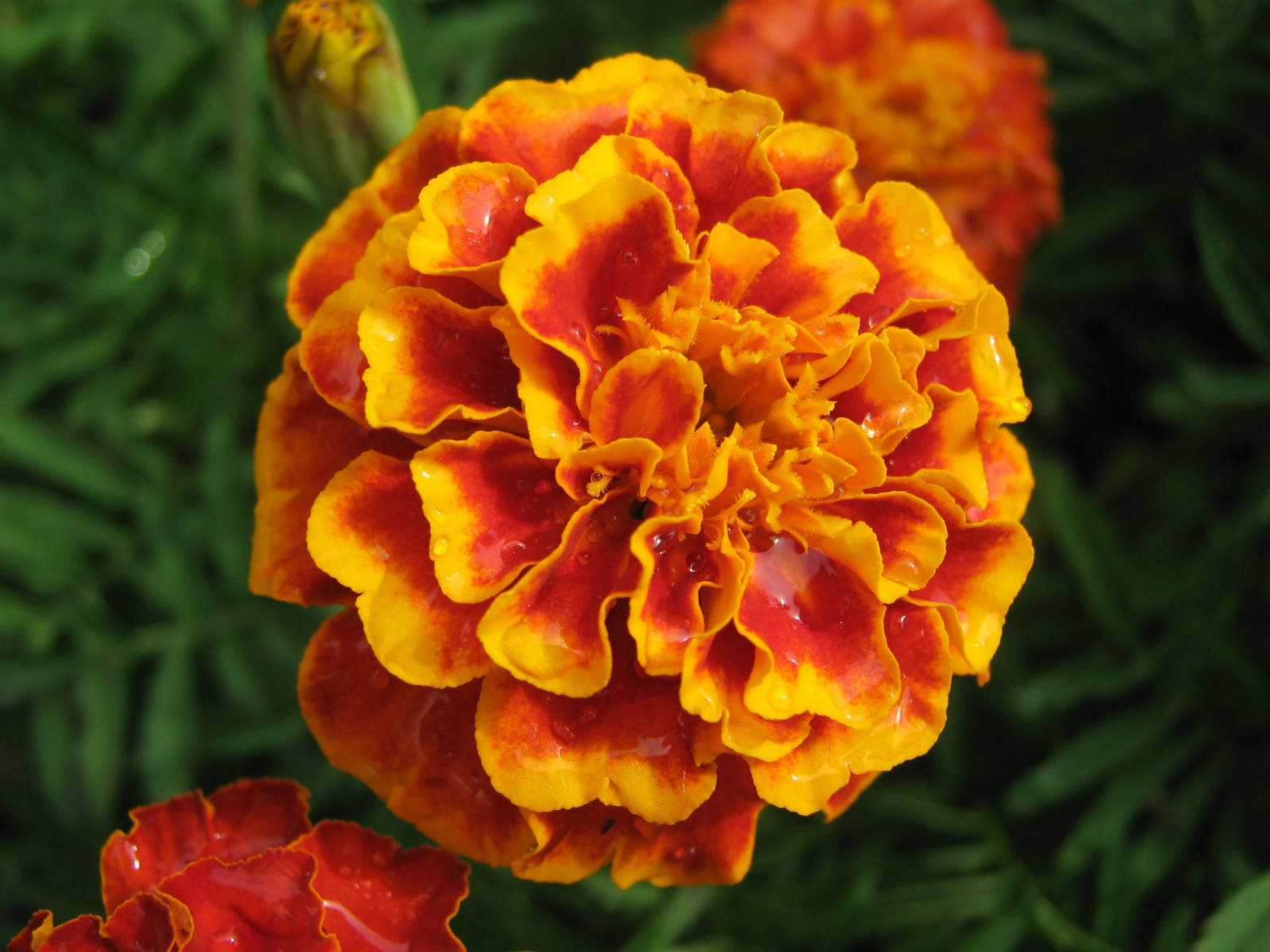 Marigold