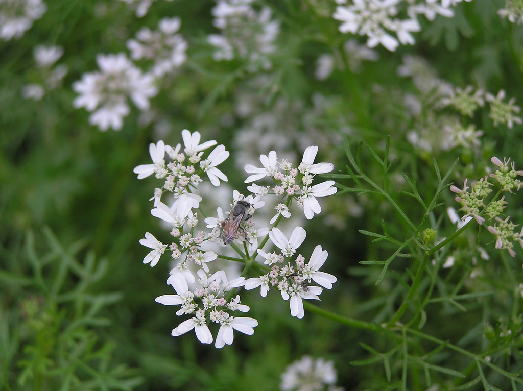 Parsley