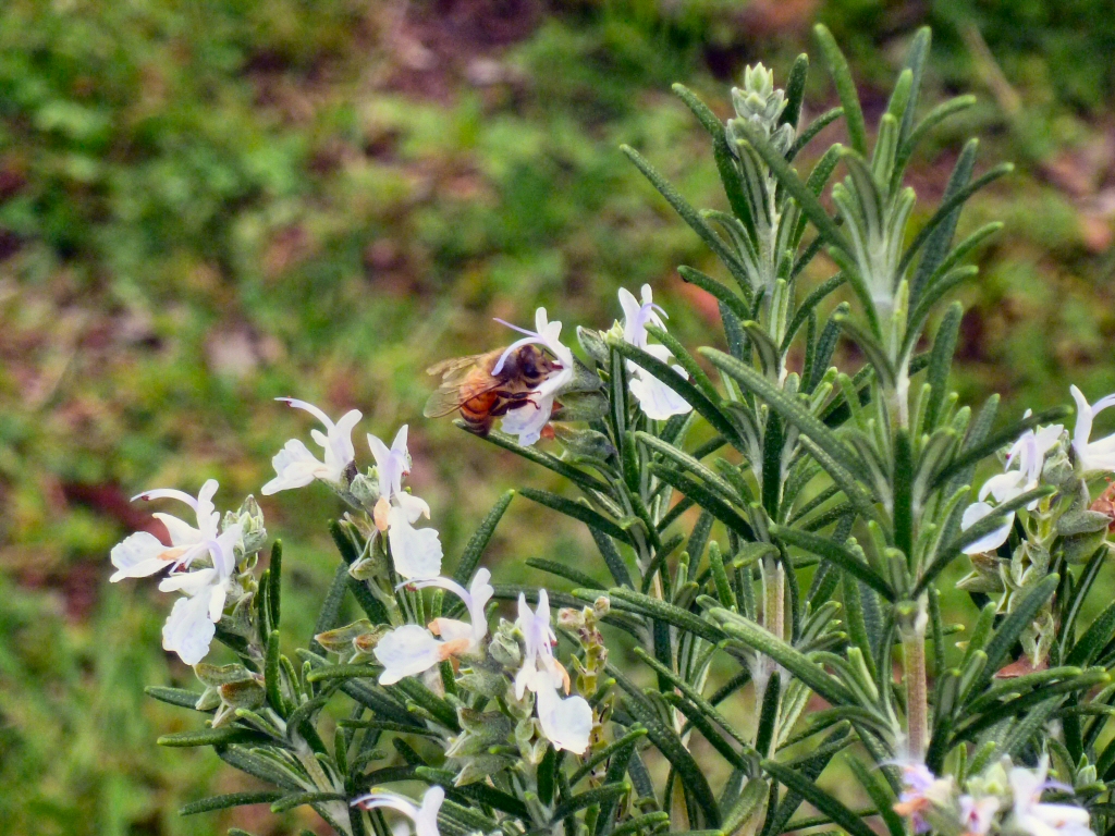 Rosemary