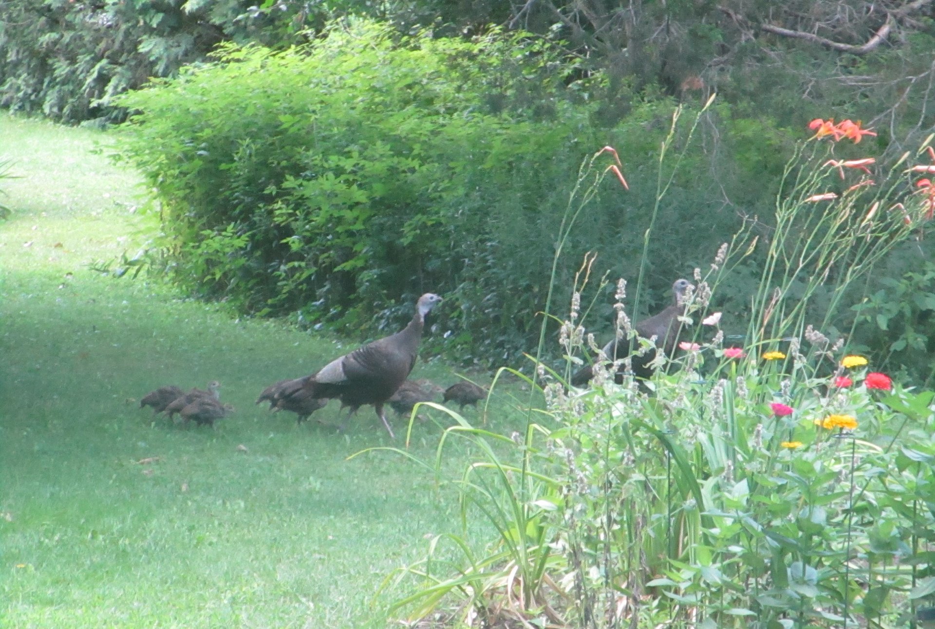 Turkeys